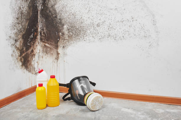 Best Crawl Space Mold Removal  in Lumbine Valley, CO