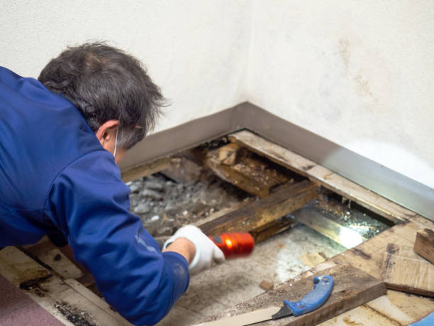 Certified Mold Removal in Columbine Valley, CO