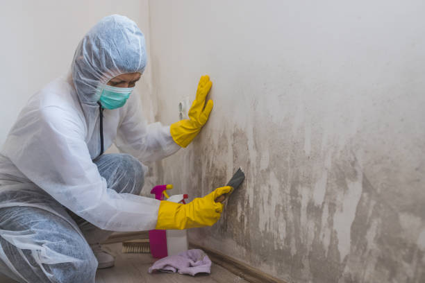 Best Certified Mold Removal  in Lumbine Valley, CO