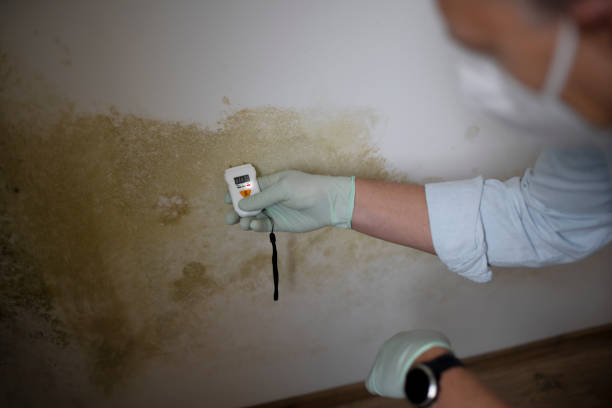 Crawl Space Mold Removal in Columbine Valley, CO