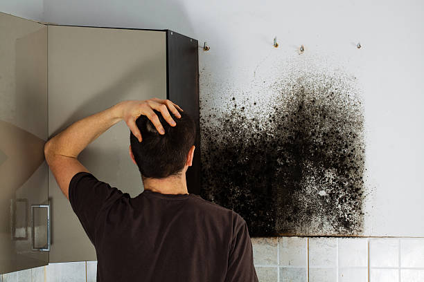Best Commercial Mold Removal  in Lumbine Valley, CO